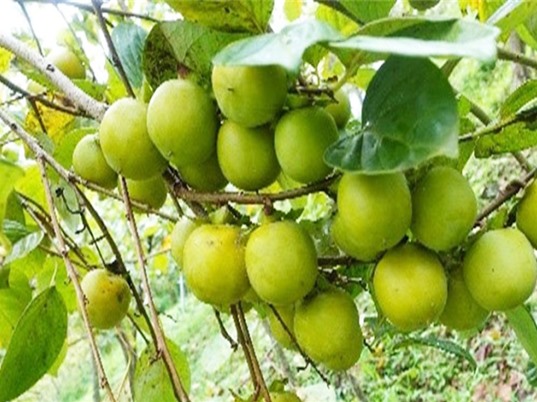 Lạng Sơn: Phát triển bền vững hồng Vành Khuyên